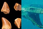 Un diente desvela que un reptil marino extinto tambi&eacute;n pudo vivir en agua dulce