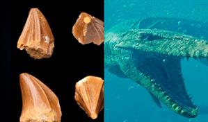 Un diente desvela que un reptil marino extinto también pudo vivir en agua dulce