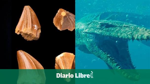 Descubren un diente de Mosasaurus que revela secretos del océano prehistórico