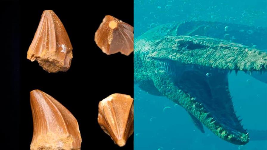 Un diente desvela que un reptil marino extinto también pudo vivir en agua dulce