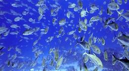 Estados Unidos no ha ratificado el Tratado de Alta Mar aduciendo peligro para su seguridad