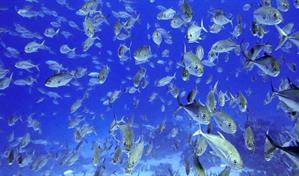 Estados Unidos no ha ratificado el Tratado de Alta Mar aduciendo peligro para su seguridad