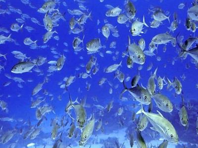 EE. UU.  no ha ratificado el Tratado de Alta Mar