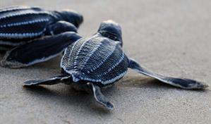 Veinte millones de tortugas marinas nacen con programa de conservaci&oacute;n en Caribe mexicano