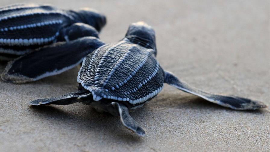 Veinte millones de tortugas marinas nacen con programa de conservación en Caribe mexicano Veinte millones de tortugas marinas nacen con programa de conservación en Caribe mexicano