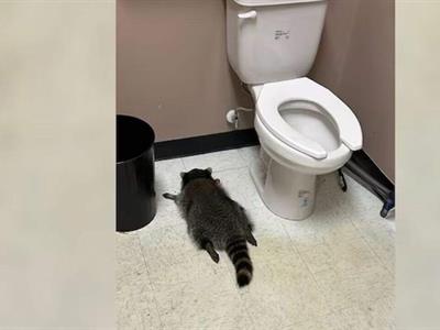 El mapache borracho es reincidente en cometer delitos