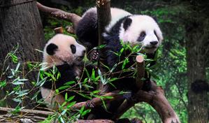 Los dos &uacute;ltimos pandas de Jap&oacute;n regresar&aacute;n a China a finales de enero, seg&uacute;n medios