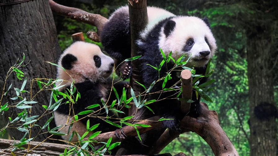 Los dos últimos pandas de Japón regresarán a China a finales de enero, según medios