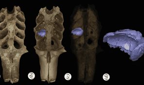 Hallan en RD nidos f&oacute;siles de abejas construidos en las mand&iacute;bulas de mam&iacute;feros prehist&oacute;ricos