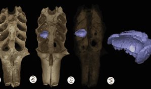 Hallan en RD nidos f&oacute;siles de abejas construidos en las mand&iacute;bulas de mam&iacute;feros prehist&oacute;ricos
