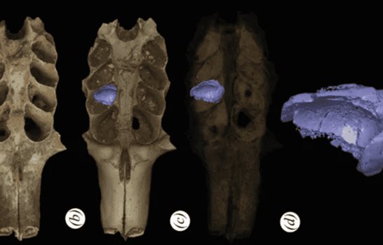 Hallan en RD nidos f&oacute;siles de abejas construidos en las mand&iacute;bulas de mam&iacute;feros prehist&oacute;ricos