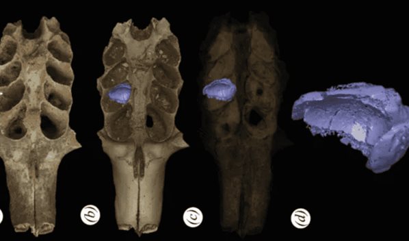 Hallan en RD nidos f&oacute;siles de abejas construidos en las mand&iacute;bulas de mam&iacute;feros prehist&oacute;ricos