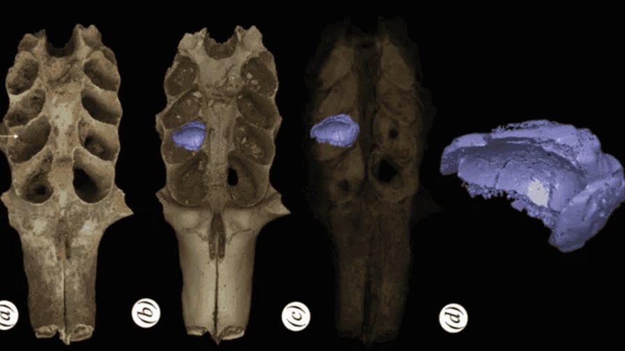 Hallan en RD nidos f&oacute;siles de abejas construidos en las mand&iacute;bulas de mam&iacute;feros prehist&oacute;ricos
