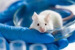Logran rejuvenecer en ratones el sistema inmunitario con un innovador enfoque