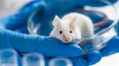 Logran rejuvenecer en ratones el sistema inmunitario con un innovador enfoque