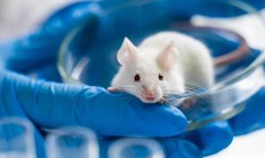 Logran rejuvenecer en ratones el sistema inmunitario con un innovador enfoque