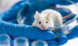 Logran rejuvenecer en ratones el sistema inmunitario con un innovador enfoque