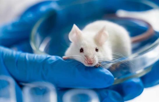 Logran rejuvenecer en ratones el sistema inmunitario con un innovador enfoque