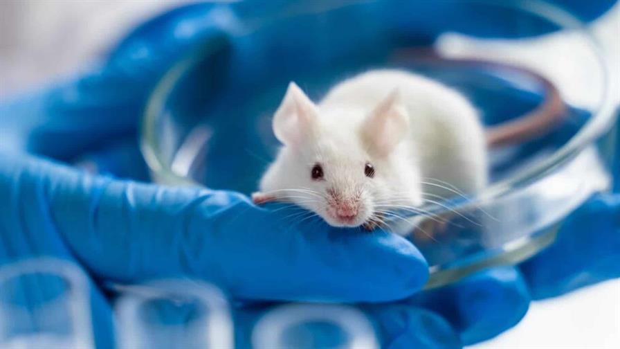 Logran rejuvenecer en ratones el sistema inmunitario con un innovador enfoque
