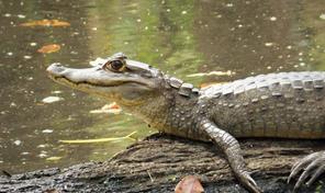 Medio Ambiente autoriza introducci&oacute;n de dos especies ex&oacute;ticas al Zool&oacute;gico Nacional
