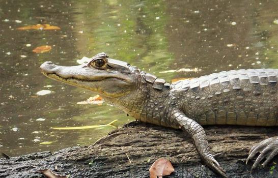 Medio Ambiente autoriza introducci&oacute;n de dos especies ex&oacute;ticas al Zool&oacute;gico Nacional