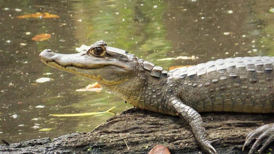 Medio Ambiente autoriza introducción de dos especies exóticas al Zoológico Nacional Medio Ambiente autoriza introducción de dos especies exóticas al Zoológico Nacional