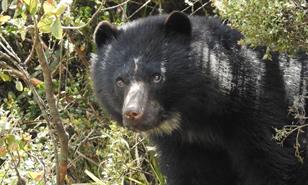 El oso rebelde que escap&oacute; de un zool&oacute;gico en Colombia muere en medio de su liberaci&oacute;n