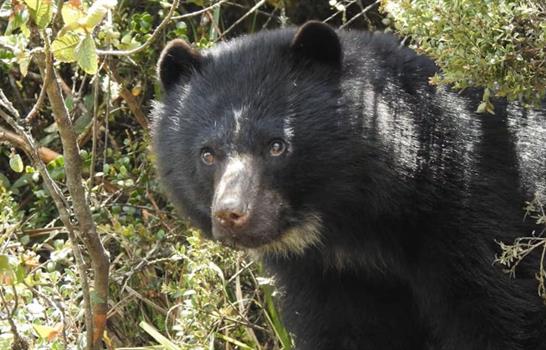 El oso rebelde que escap&oacute; de un zool&oacute;gico en Colombia muere en medio de su liberaci&oacute;n