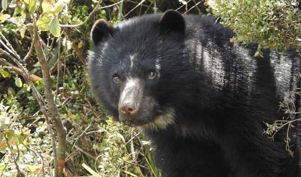 El oso rebelde que escap&oacute; de un zool&oacute;gico en Colombia muere en medio de su liberaci&oacute;n