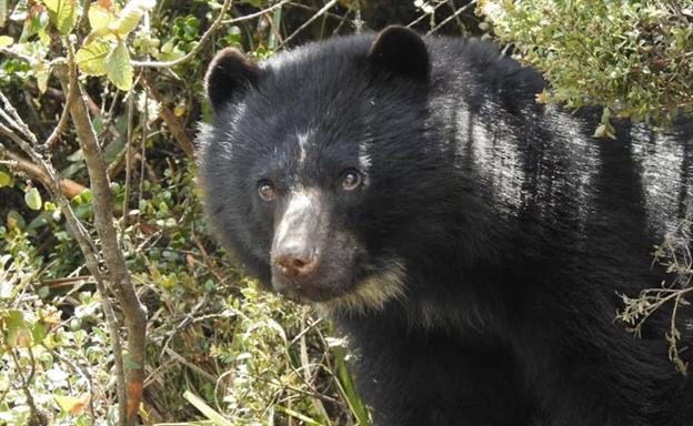 El oso rebelde que escap&oacute; de un zool&oacute;gico en Colombia muere en medio de su liberaci&oacute;n