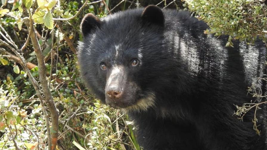El oso rebelde que escapó de un zoológico en Colombia muere en medio de su liberación El oso rebelde que escapó de un zoológico en Colombia muere en medio de su liberación