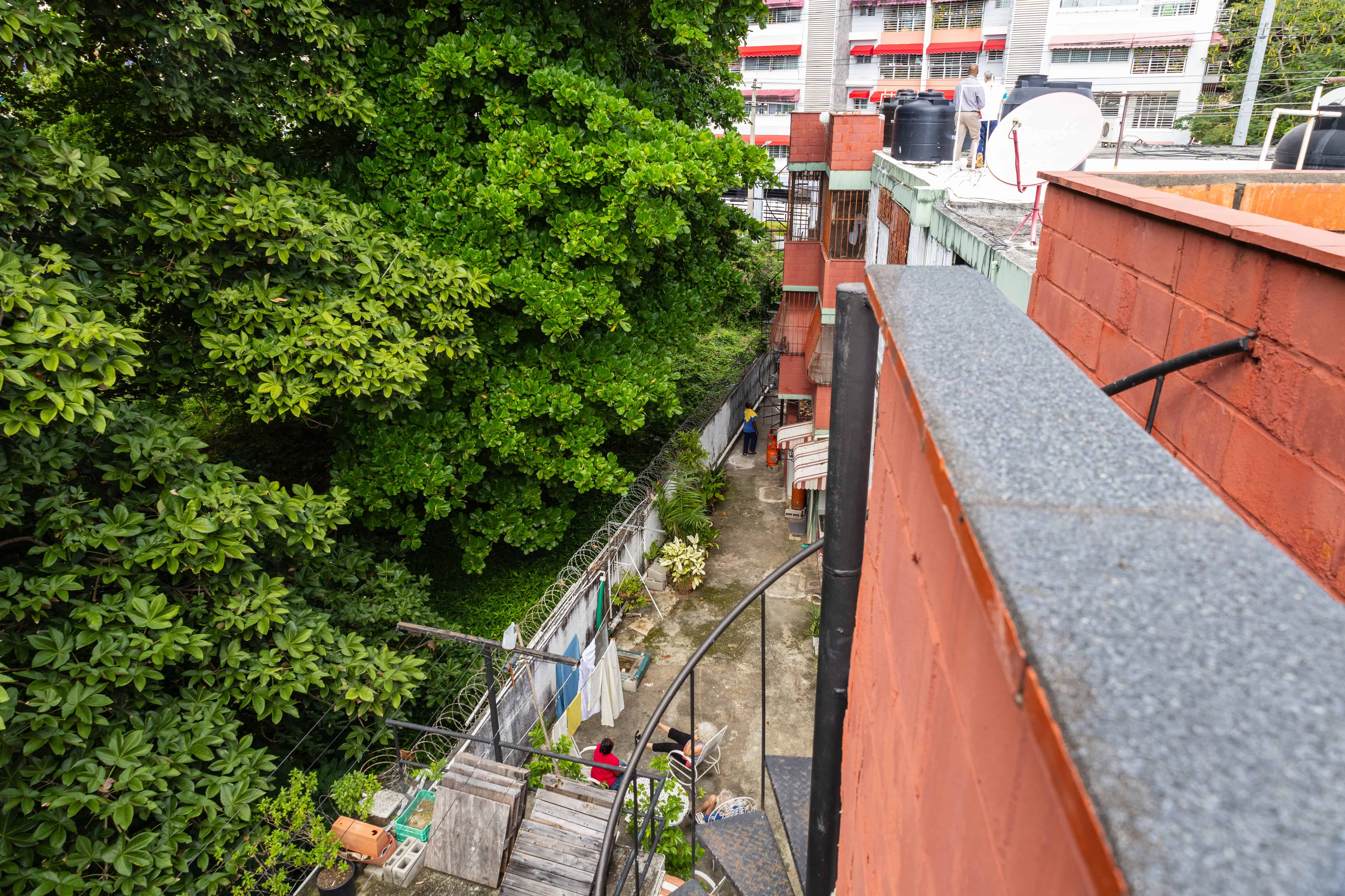 Las ra&iacute;ces de los grandes &aacute;rboles cruzan a la propiedad de los residentes y da&ntilde;an la cisterna.