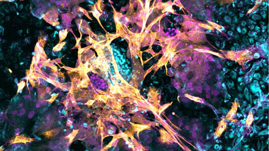 Logran implantar con &eacute;xito un embri&oacute;n en un endometrio artificial