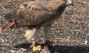 Halc&oacute;n cola roja en Los Jardines genera curiosidad entre vecinos