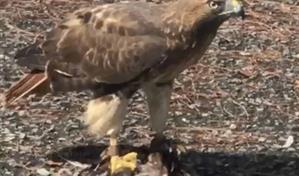 Halc&oacute;n cola roja en Los Jardines genera curiosidad entre vecinos
