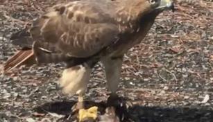 Halc&oacute;n cola roja en Los Jardines genera curiosidad entre vecinos