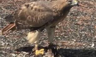 Halc&oacute;n cola roja en Los Jardines genera curiosidad entre vecinos
