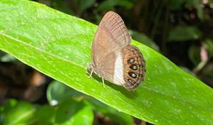 Describen una nueva especie de mariposa en la Amazon&iacute;a ecuatoriana