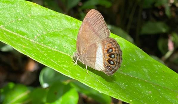 Describen una nueva especie de mariposa en la Amazon&iacute;a ecuatoriana