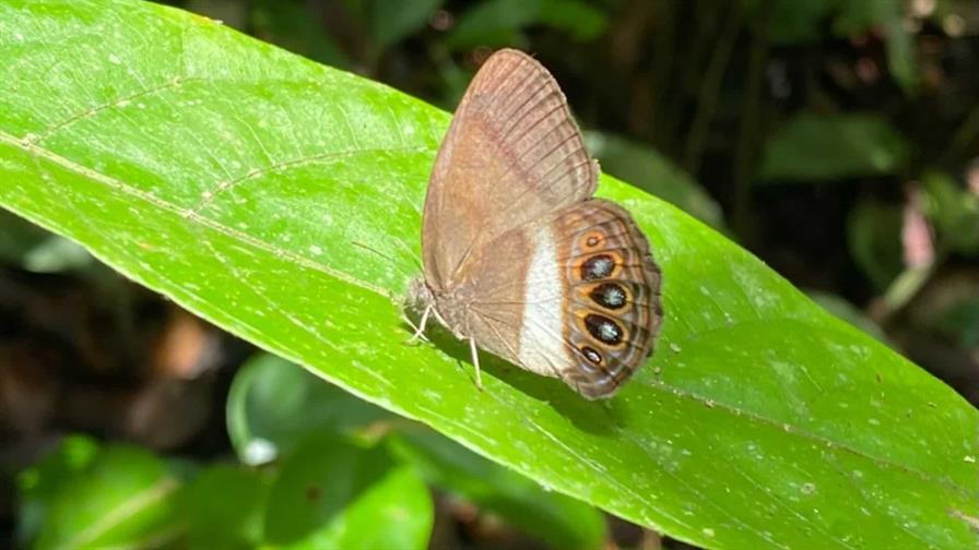 Describen una nueva especie de mariposa en la Amazon&iacute;a ecuatoriana