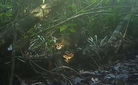 Registran en Tailandia un gato salvaje que se cre&iacute;a extinto