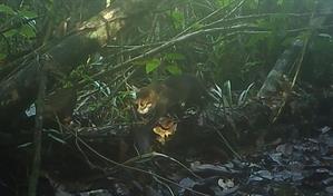 Registran en Tailandia un gato salvaje que se cre&iacute;a extinto