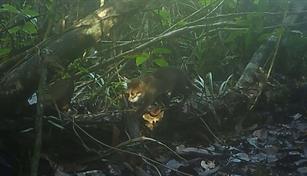 Registran en Tailandia un gato salvaje que se cre&iacute;a extinto