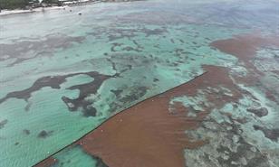 Sargazo D&eacute;j&agrave; Vu