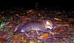 Un gato salvaje que se cre&iacute;a extinto vuelve a ser visto en Tailandia