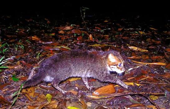 Un gato salvaje que se cre&iacute;a extinto vuelve a ser visto en Tailandia
