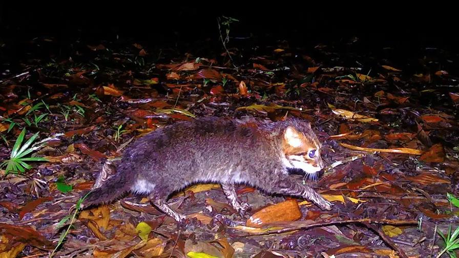 Un gato salvaje que se cre&iacute;a extinto vuelve a ser visto en Tailandia