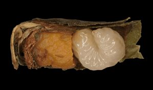 La falta de alimento acelera la metamorf&oacute;sis en las abejas