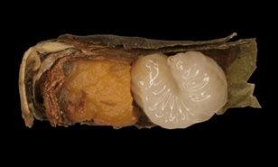 La falta de alimento acelera la metamorf&oacute;sis en las abejas