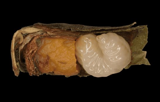 La falta de alimento acelera la metamorf&oacute;sis en las abejas